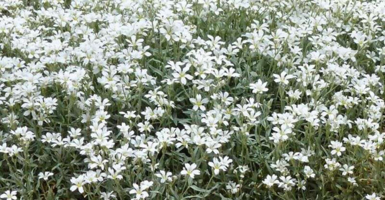 15 Ground Covers That Birds, Bees, and Butterflies Will Love