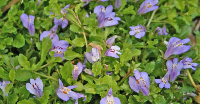 15 Ground Covers That Do the Weeding for You