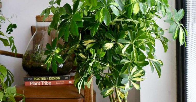15 Houseplants from the ’70s Making a Stylish Comeback