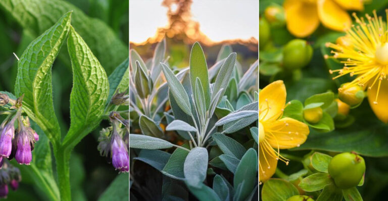 15 Legendary Folklore Herbs You Can Grow in Your Own Garden