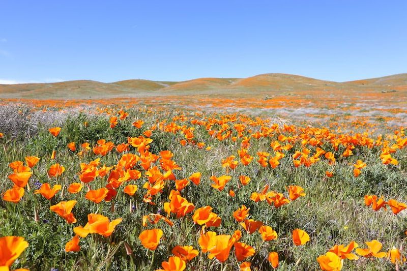 California Poppy