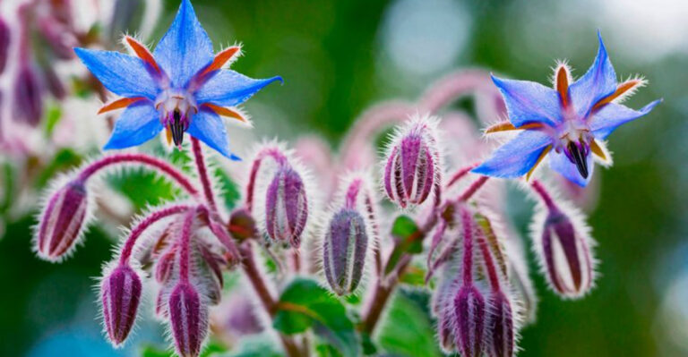 15 Magical Plants That Reseed Themselves — Effortless Beauty, Year After Year!