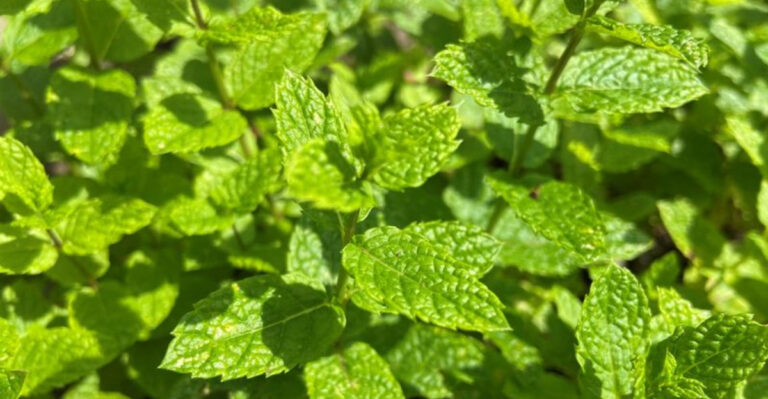 15 Mind-Blowing Reasons You’ll Wish You Started Growing Mint Sooner!