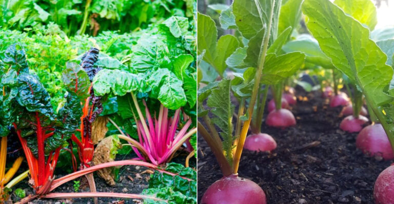 15 Must-Grow Vegetables to Enjoy Fresh Harvests All Spring and Summer