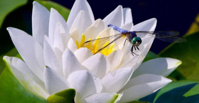 15 Must-Have Beneficial Insects That Will Transform Your Garden Forever!