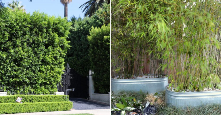 15 Noise-Reducing Plants That Bring Peace to Busy Urban Spaces