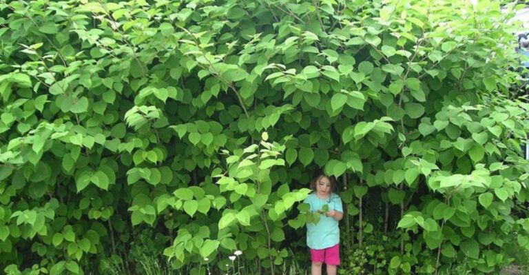 15 Perennials Gardeners Regret Planting Every Time