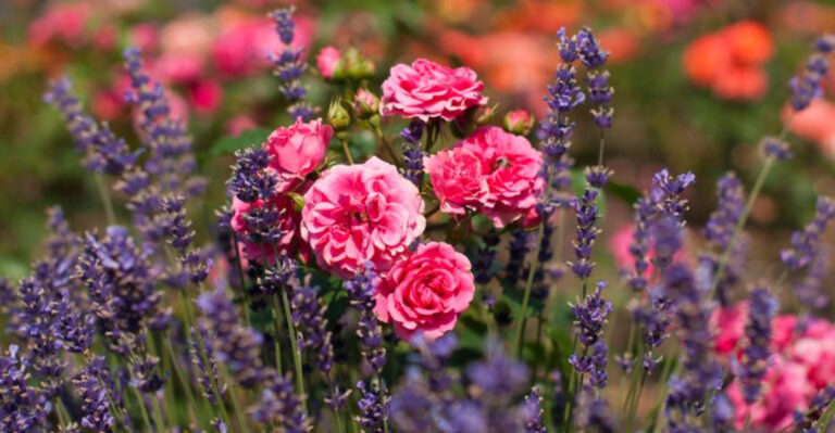 15 Powerful Plant Partners That Supercharge Rose Blooms