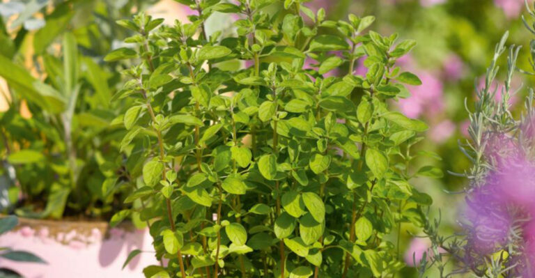 15 Reasons You Should Grow Oregano