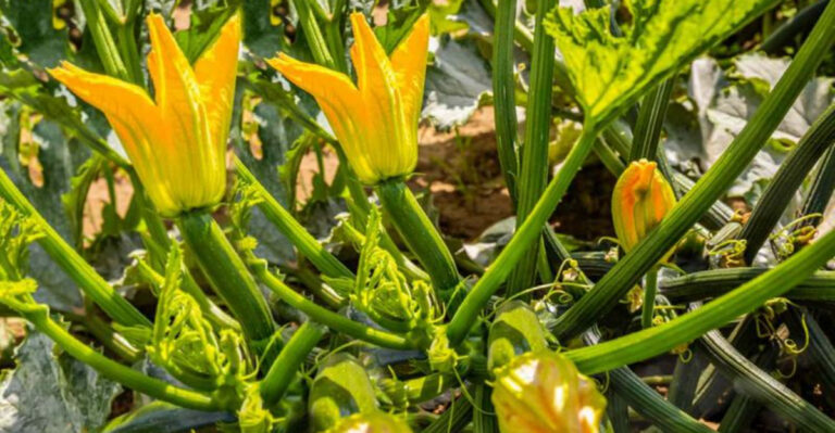15 Reliable Crops That Could Protect You From Global Food Collapse
