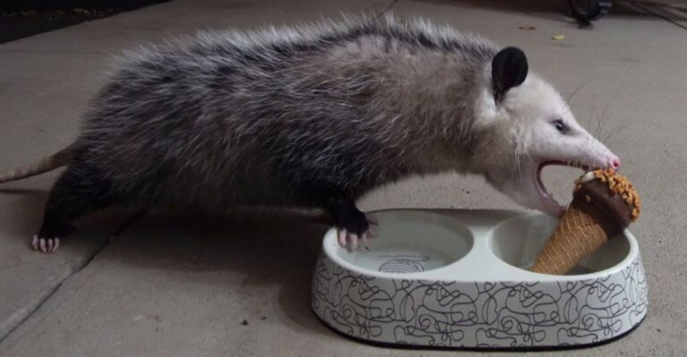 15 Scents That Attract Opossums to Your Yard (Without You Knowing)