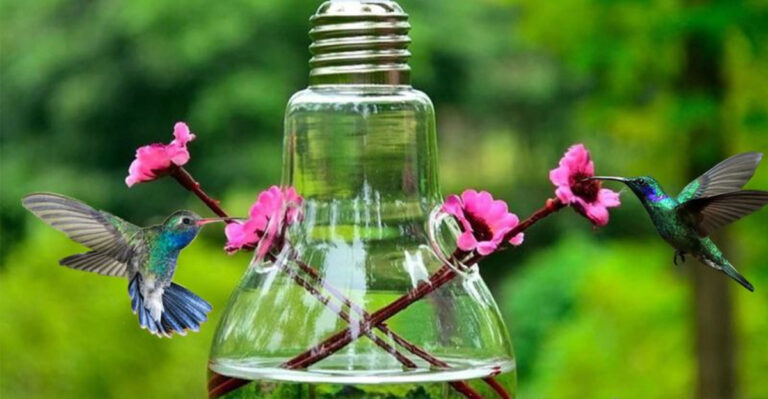 15 Simple Ways to Turn Your Garden into a Hummingbird Paradise