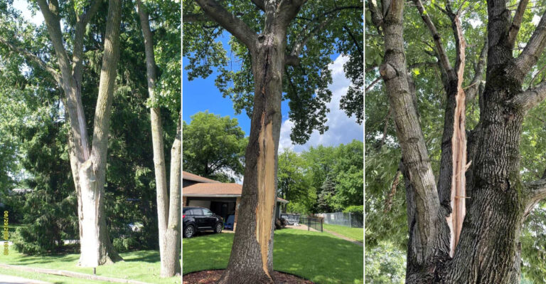 15 Trees Most Likely to Be Struck by Lightning (Yet People Still Plant Them)