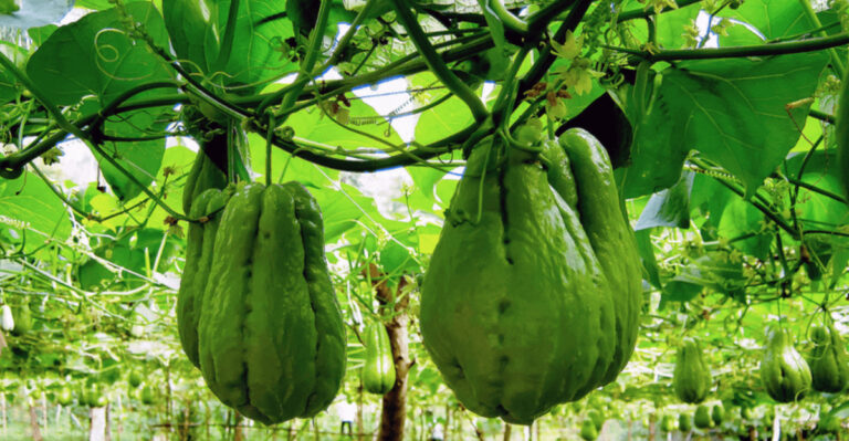 15 Unusual Food Crops You’ll Only Enjoy if You Grow Them Yourself