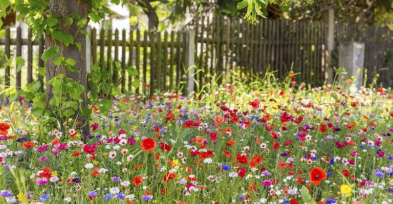 15 Wild Reasons to Ditch Your Lawn for a Wildflower Wonderland