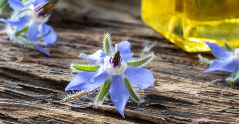 15 Reasons Why Borage Is a Must-Have for Every Garden