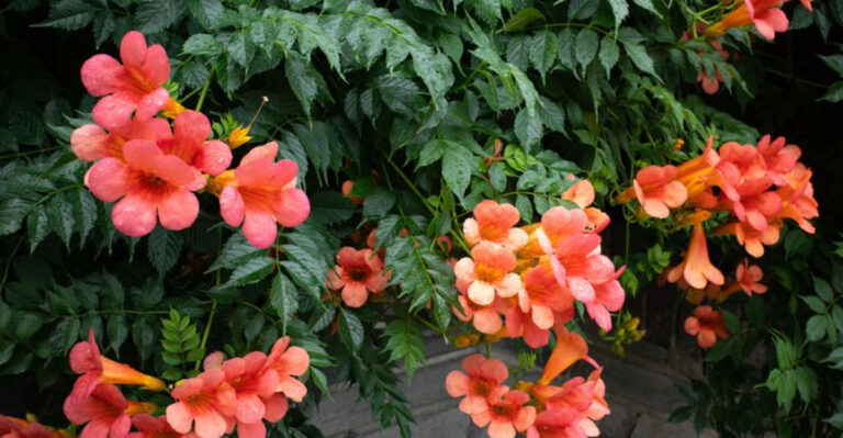 17 Backyard Plants That Turn Into Monsters by Early Summer
