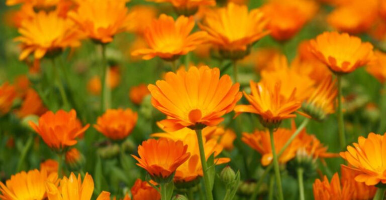 17 Cheap Flowers That Will Turn Your Garden Into A Showstopper