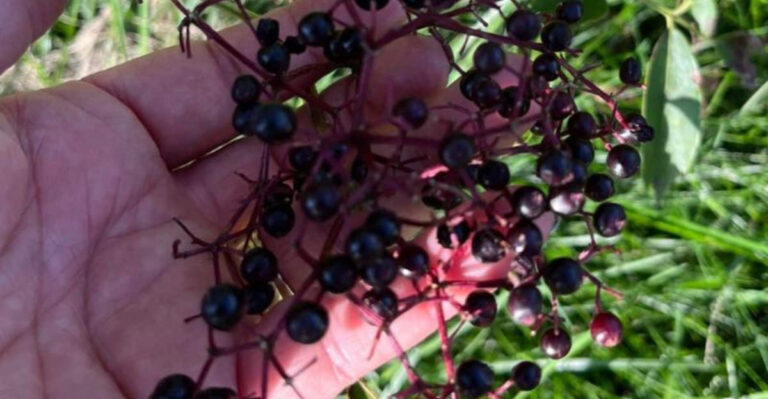 17 Elderberry Secrets Every Herbal Gardener Needs to Know!