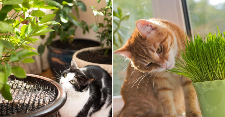 17 Genius Pet-Friendly Plant Hacks Every Animal Lover Should Know