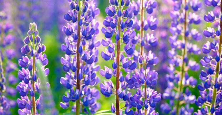 17 Gorgeous Perennial Flowers That Come Back Year After Year