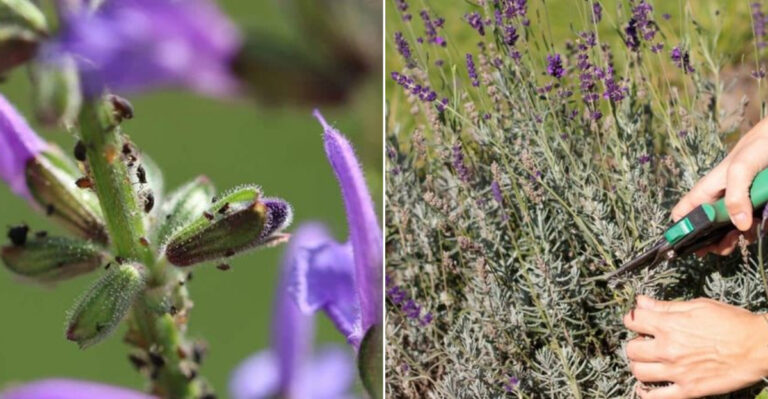 17 Lavender Rescue Tricks Every Gardener Should Know (Before It’s Too Late)