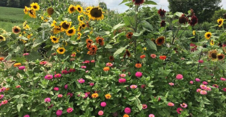 17 Perfect Companions That Help Zinnias Thrive