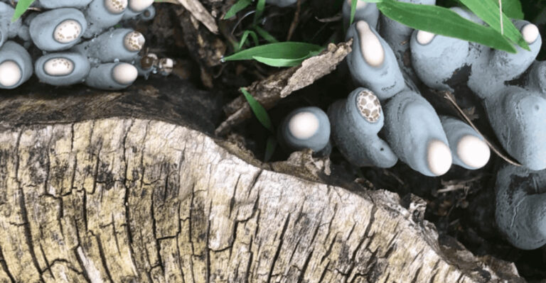 17 Plants With the Weirdest Names You’ll Ever See in a Garden