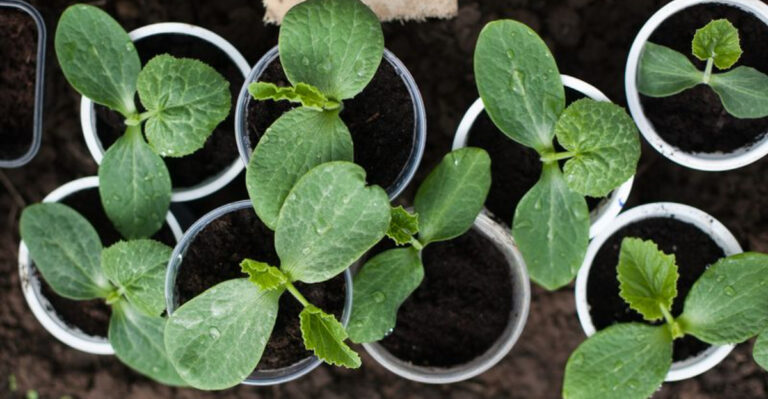 17 Seeds You Should Start Now So They’re Ready to Plant in May
