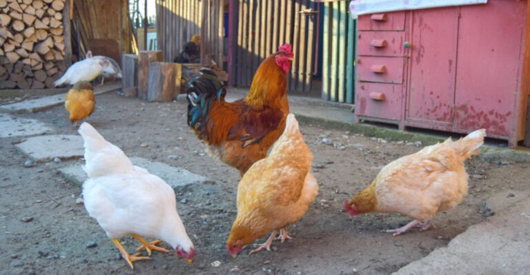 17 Shocking Reasons Raising Backyard Chickens Might Be More Dangerous Than You Think