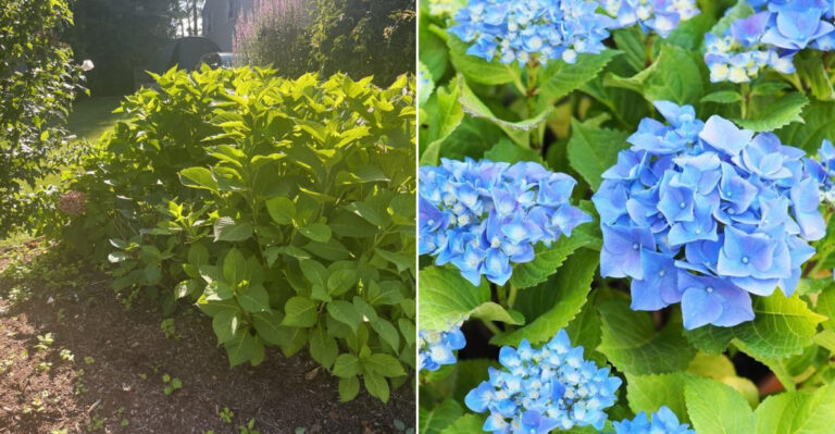 18 Easy Fixes to Help Your Hydrangeas Bloom Again