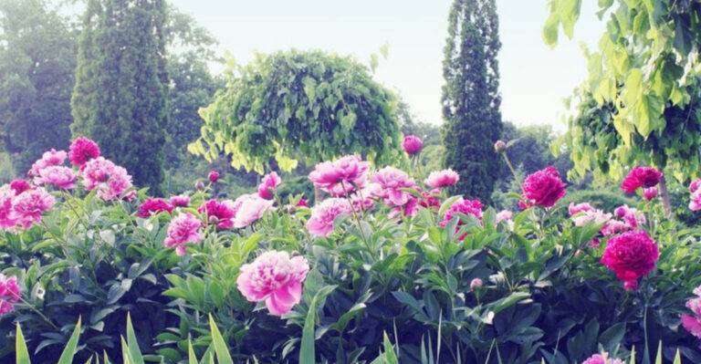 18 Garden Plants Fit for a Palace—And You Can Actually Grow Them