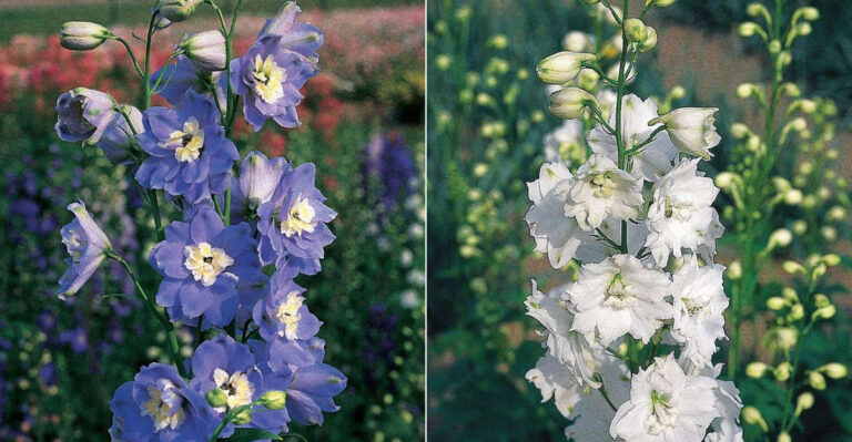 18 Gorgeous Perennial Delphinium Varieties Worth Growing