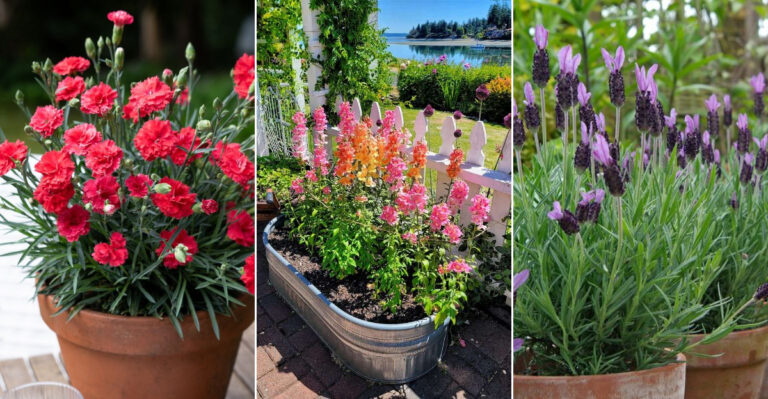 18 Gorgeous Plants Perfect for a Thriving Container Garden
