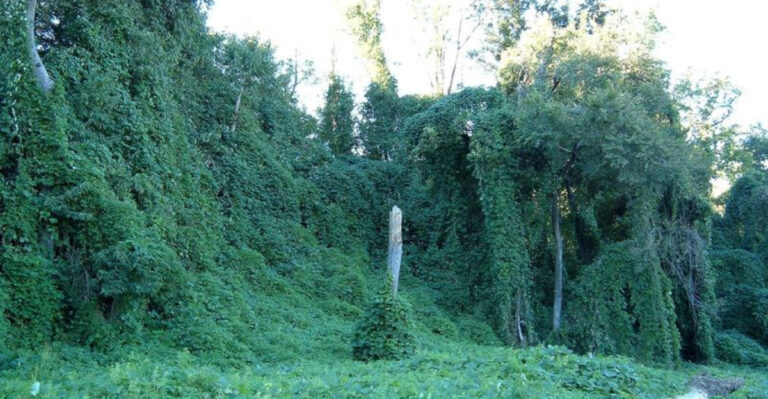 18 Invaders Threatening Our National Parks