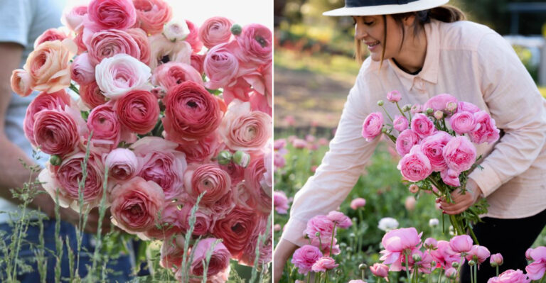 18 Pro Tips for Growing Ranunculus That Look Fresh from a Florist