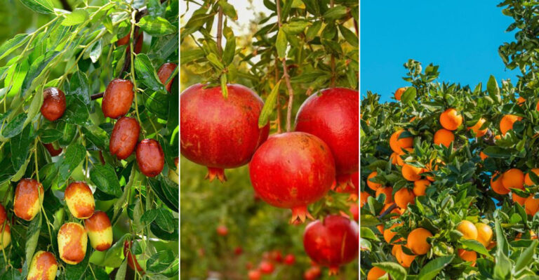 18 Resilient Fruit Trees Perfect for Hot, Dry Climates