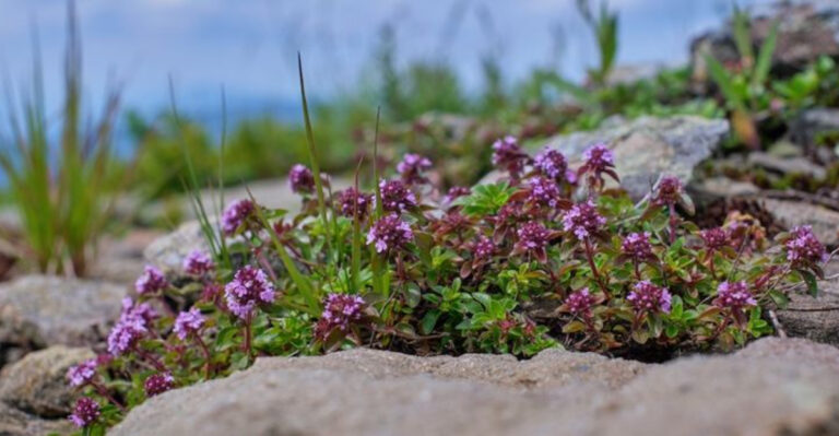 18 Tough Ground Covers That Flourish in Full Sun