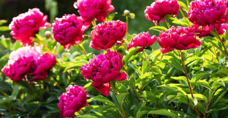 18 Tricks to Extend Your Peony Bloom Time and 6 Things That Will Ruin It