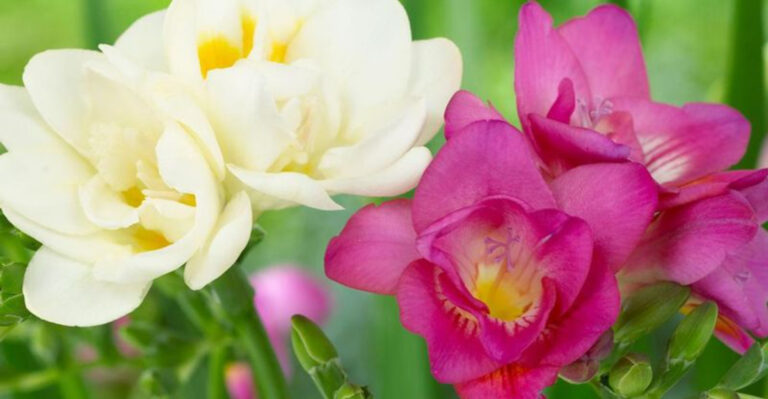 19 Flowering Bulbs You Must Plant in Early Spring for a Jaw-Dropping Summer