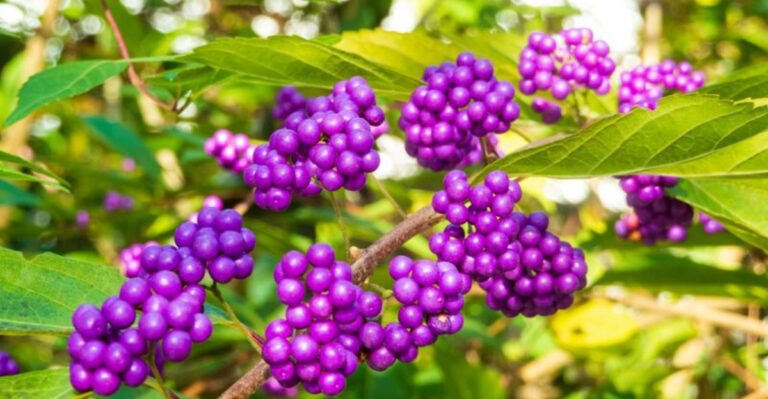 19 Flowering Plants That Will Keep Your Yard Colorful Through Fall