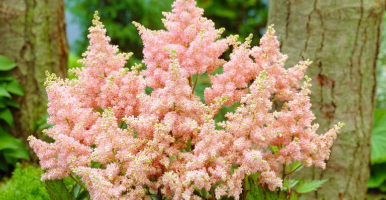 19 Of The Longest-Flowering Perennials – These Varieties Will Add Color To Your Garden For Months