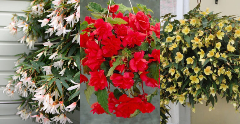 19 Stunning Types of Trailing Begonias (Plus Easy Care Tips for Longer Blooms)