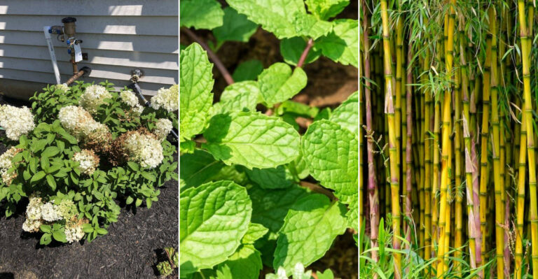 19 Things I Stopped Planting That Instantly Made My Garden Healthier and Happier