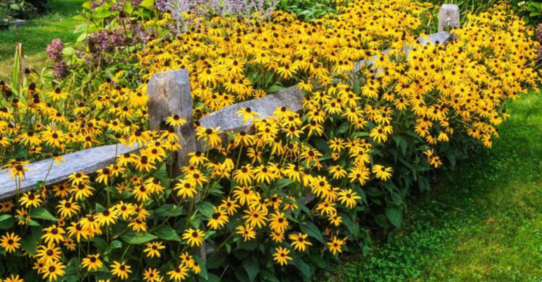 19 Tiny Perennials That Explode in Size by Summer