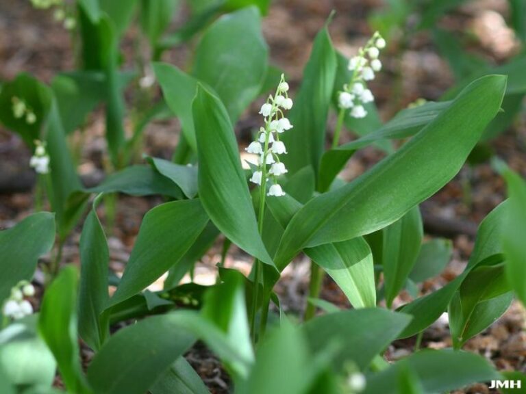 Lily of the Valley – A Woodland Beauty with a Toxic Secret - Complete ...