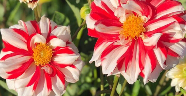20 Accidental Plant Finds That Ended Up in Everyone’s Backyard