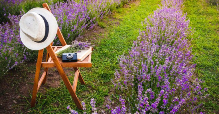 20 Citronella Companion Plants That Help Keep Your Garden Pest-Free