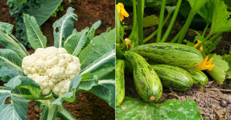 20 Crops Smart Gardeners Always Plant In April Complete Gardening