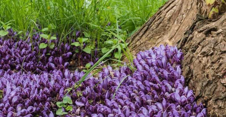 20 Decorative Flowers That Hide a Dark Secret Beneath the Soil
